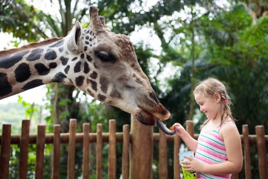 Pige der fodrer en giraf og prøver at være dyrepasser for en dag